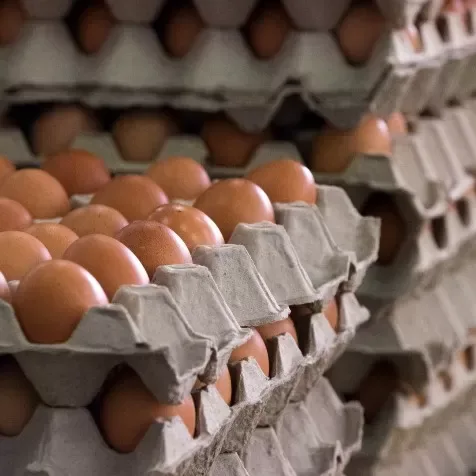 Study points to higher egg consumption by Brazilians in 2023 TCP Partners