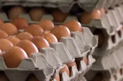 Study points to higher egg consumption by Brazilians in 2023