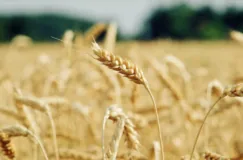 War hits wheat mill margins in Brazil