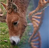 Estudo setorial de genética animal